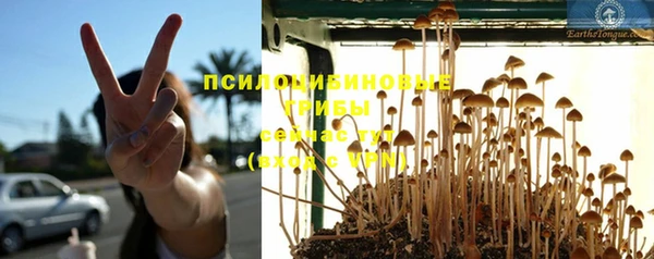 прущие грибы Белокуриха